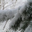 Kanada tak jak j� ur�it� zn� ka�d� u� od sly�en�...